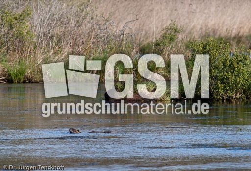 Nutria (9 von 25).jpg